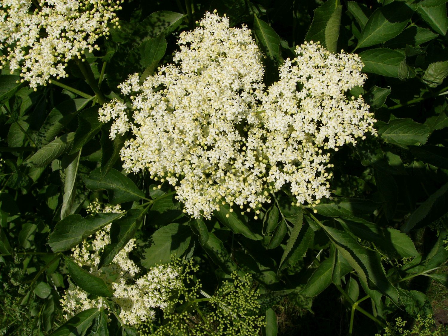  Schwarze Holunderblüte (Foto: P. Bria LBV-Bildarchiv)