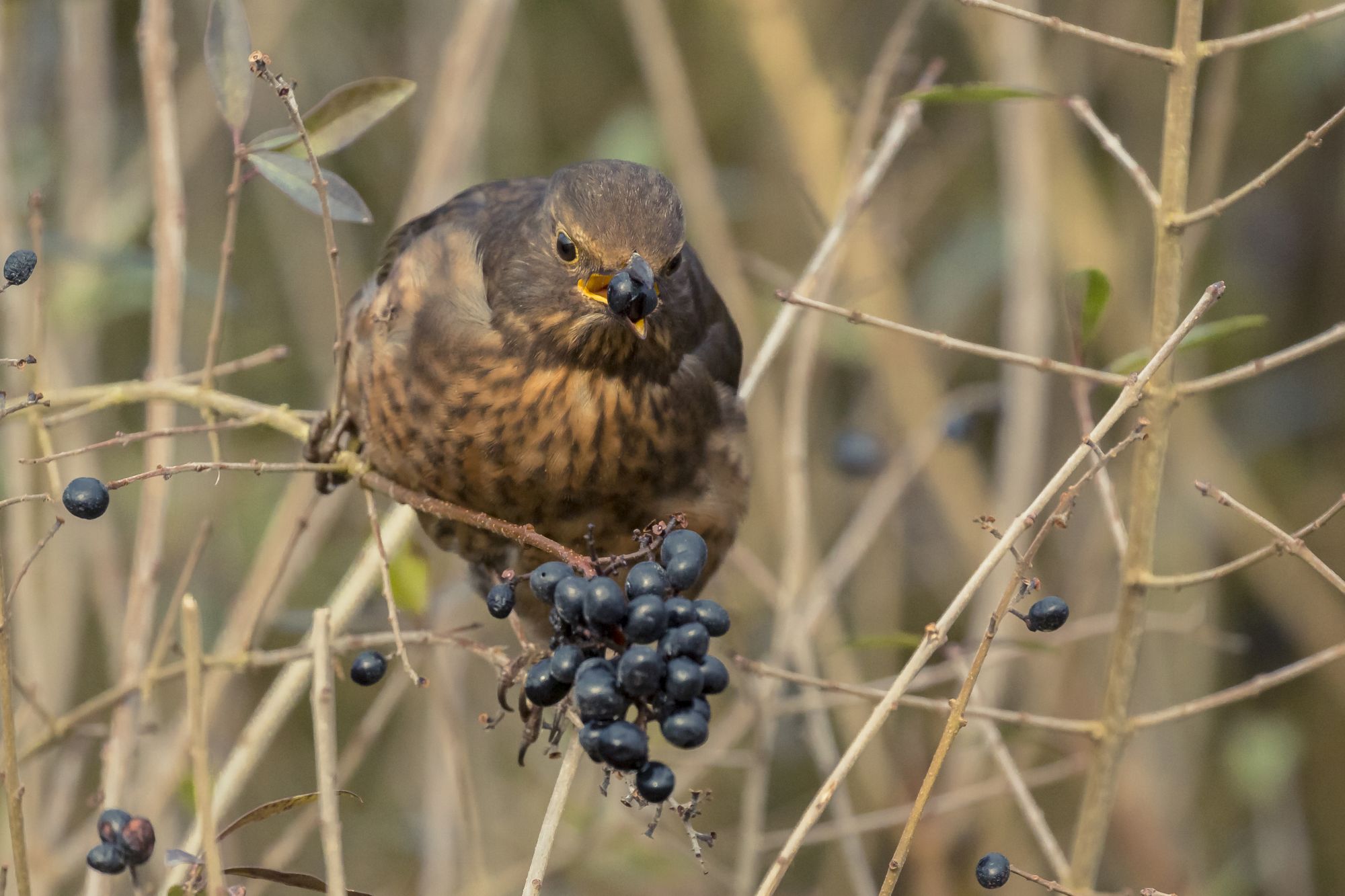  Amsel frisst Ligusterbeeren (Foto: R. Sturm LBV-Bildarchiv)