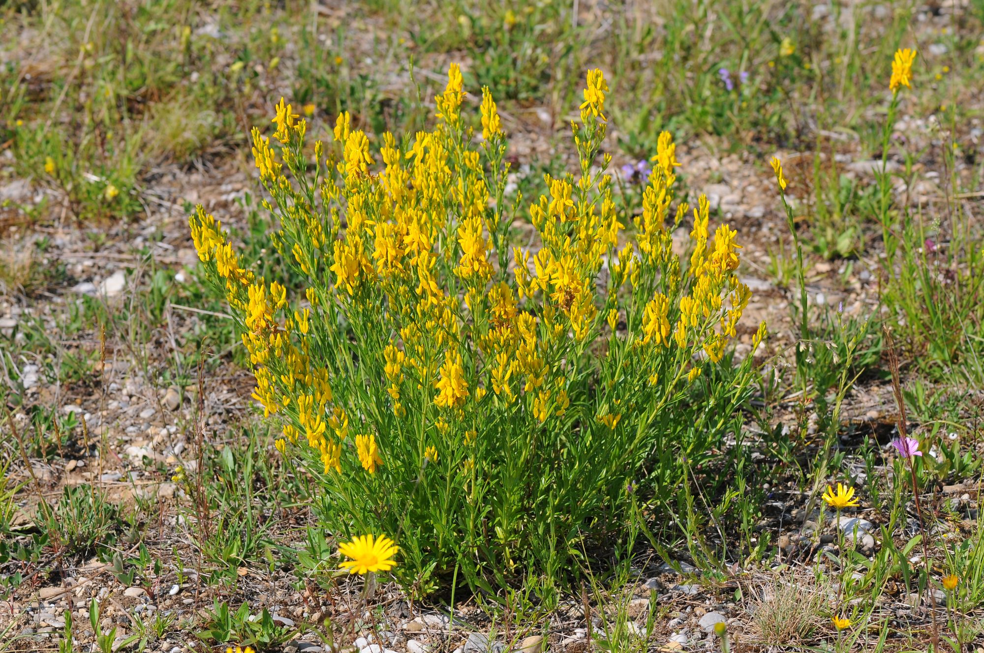 Färber-Ginster (Foto: Dr. E. Pfeuffer LBV-Bildarchiv)