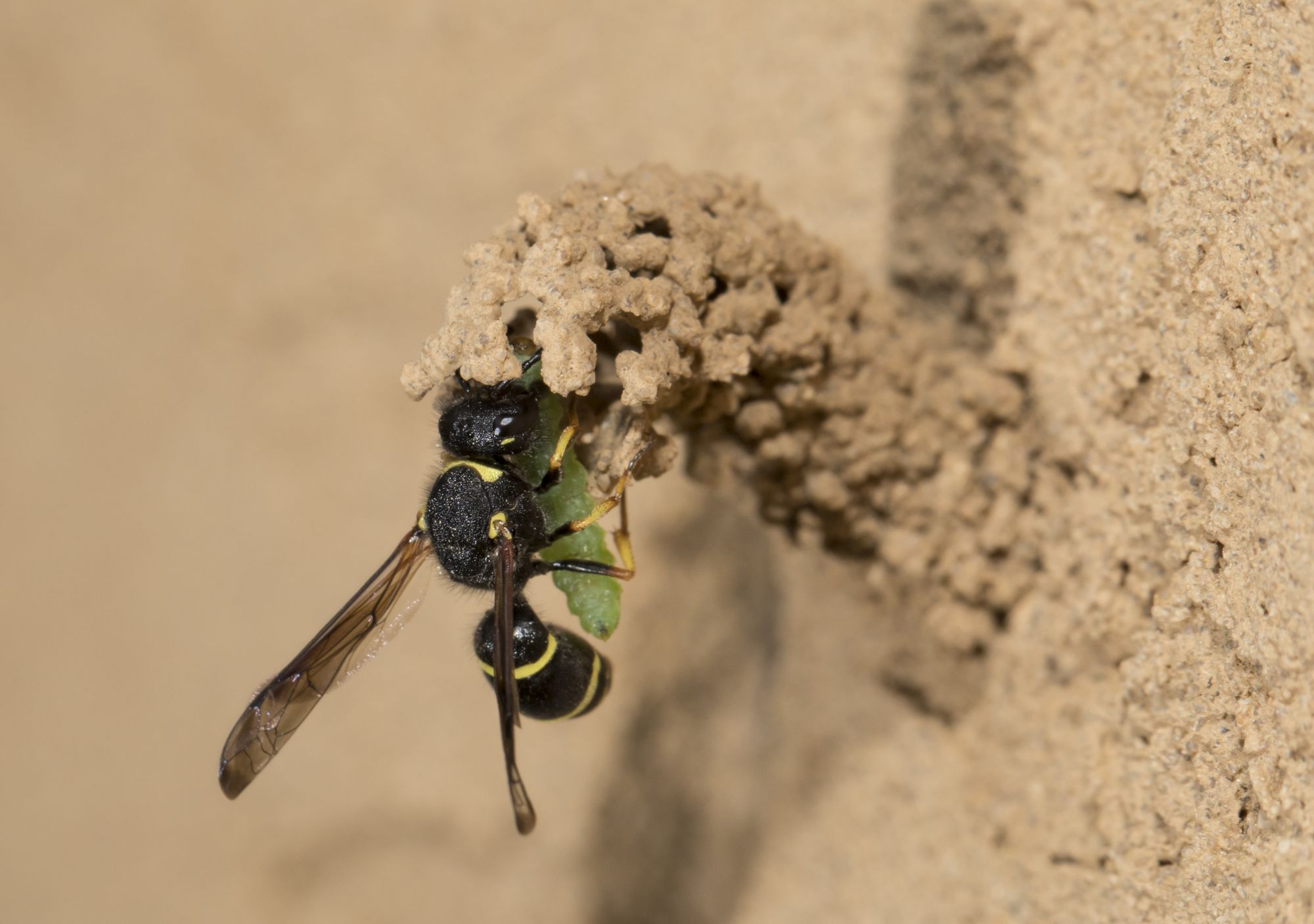 Gemeine Schornsteinwespe (Foto: M. Bosch LBV-Bildarchiv)