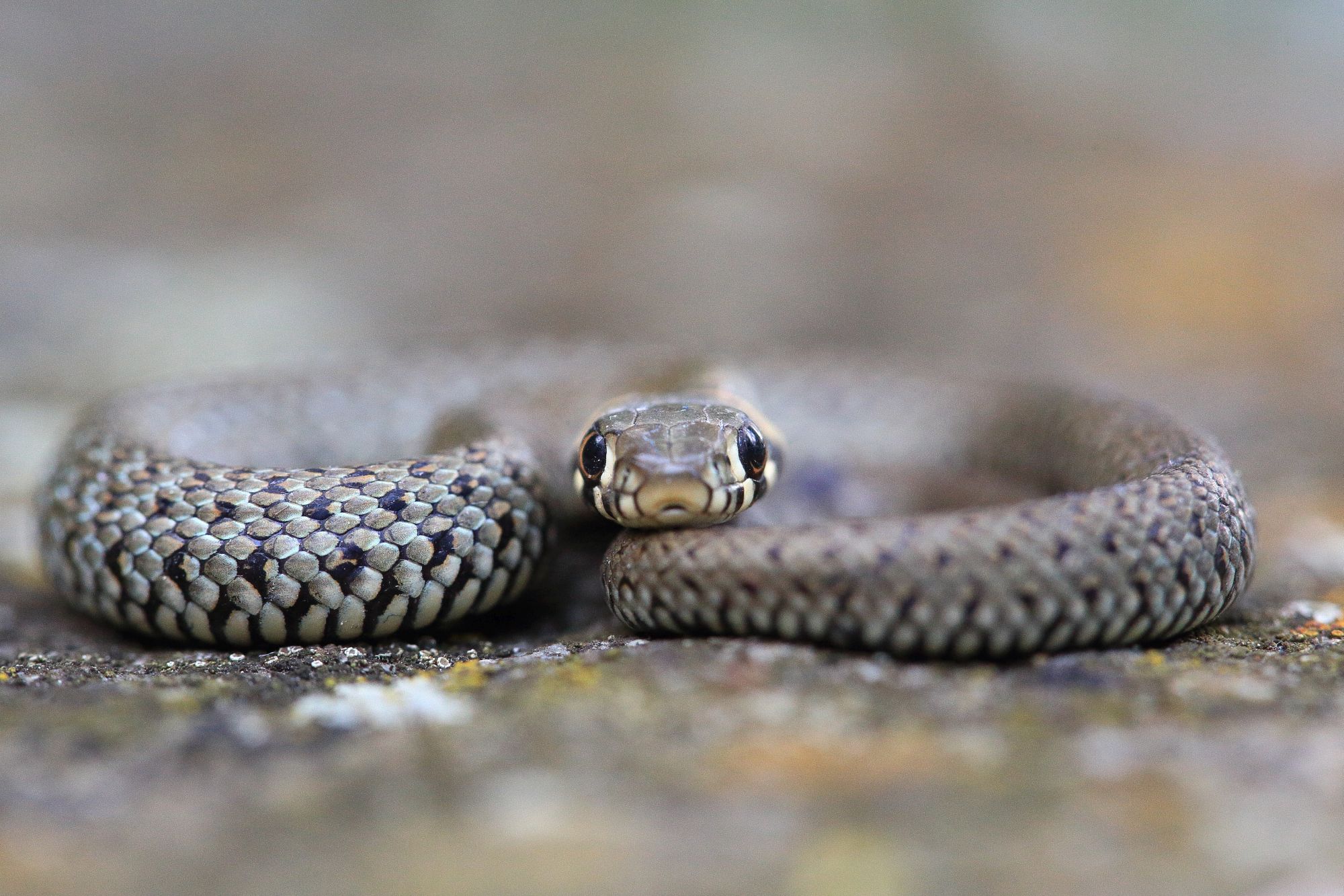 Ringelnatter (Foto: S. Masur LBV-Bildarchiv)