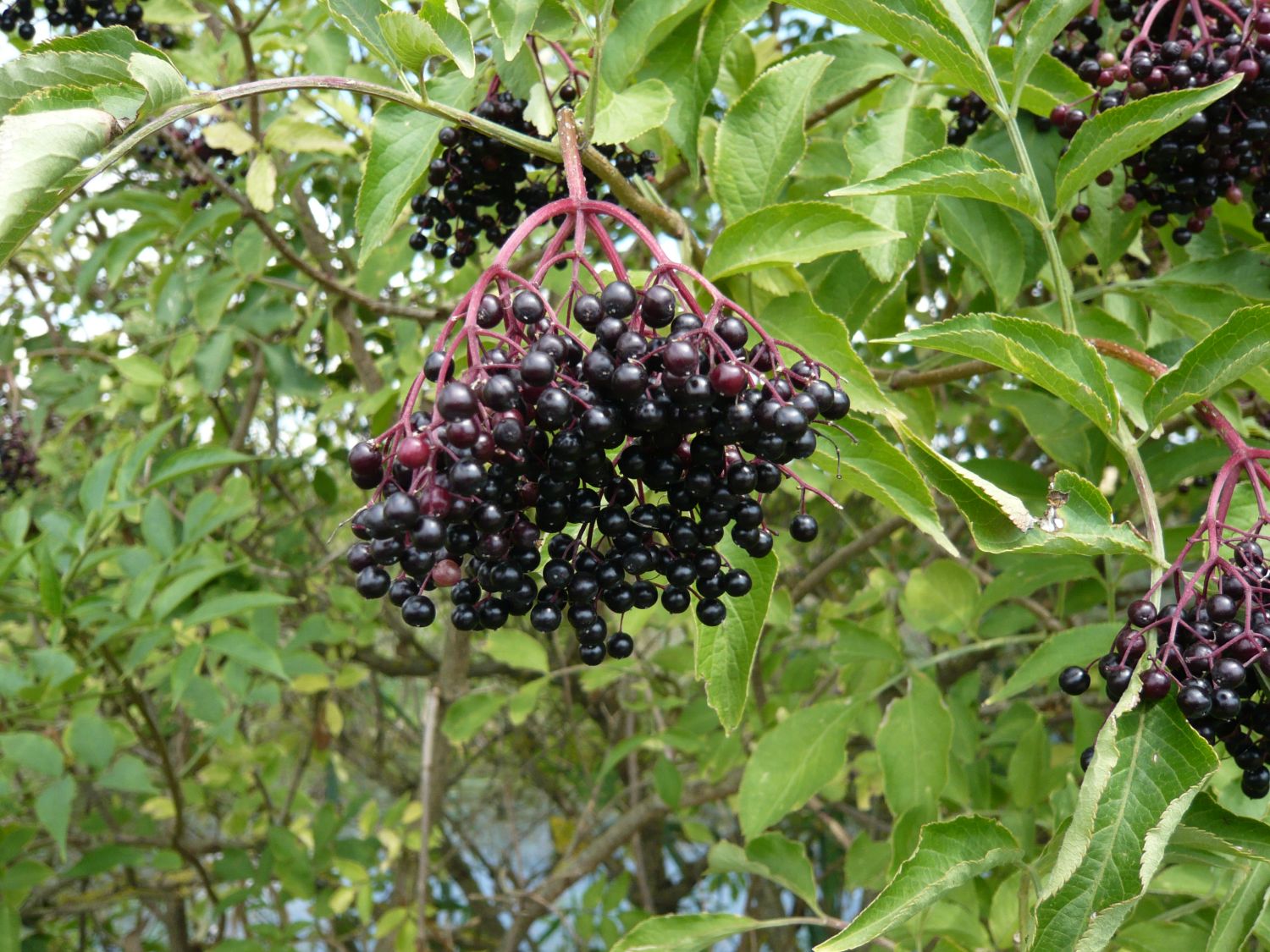 Schwarzer Holunderbeere (Foto: R. Wittmann LBV-Bildarchiv)