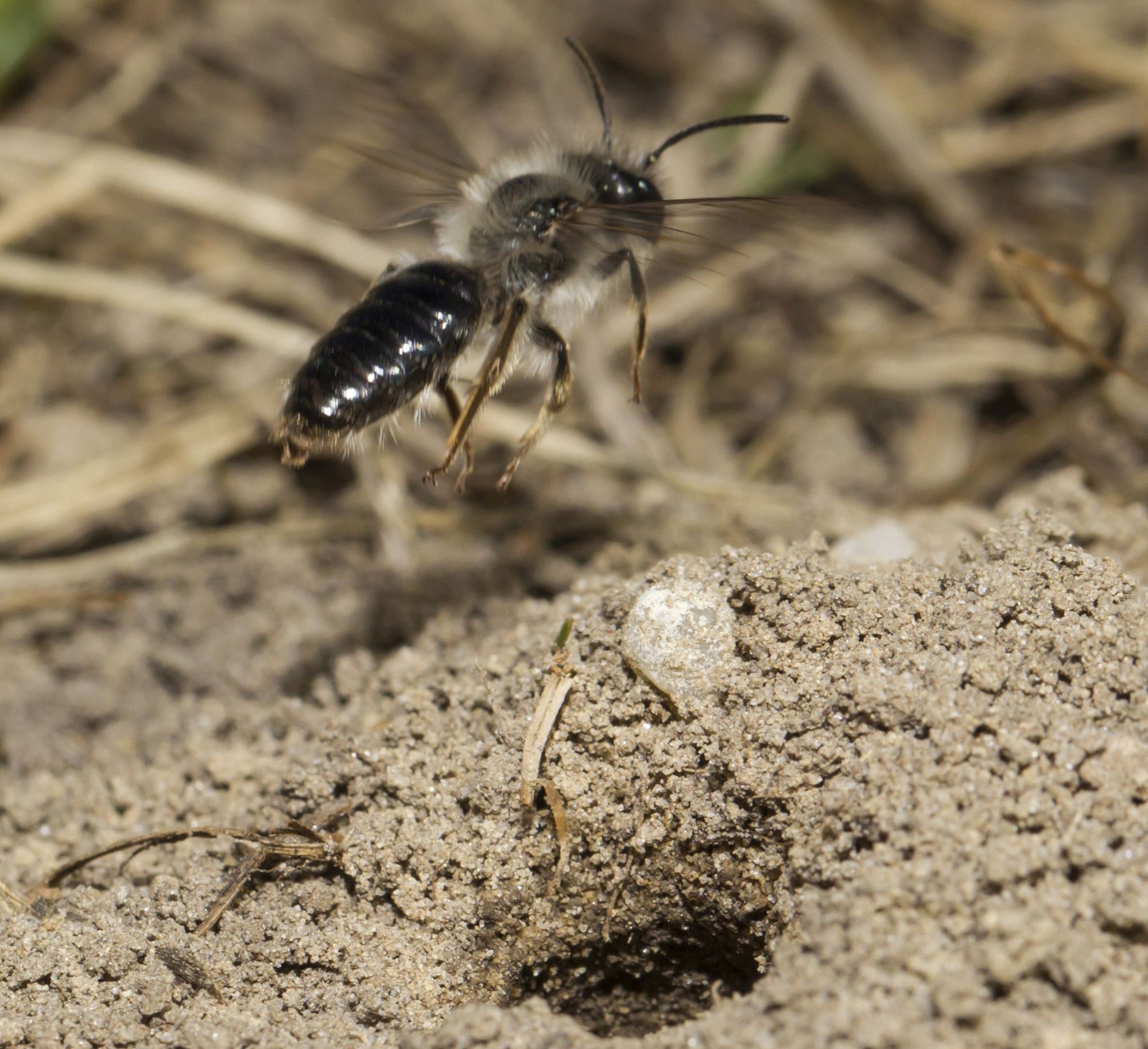 Auen-Sandbiene (Foto: M. Bosch LBV Bildarchiv)