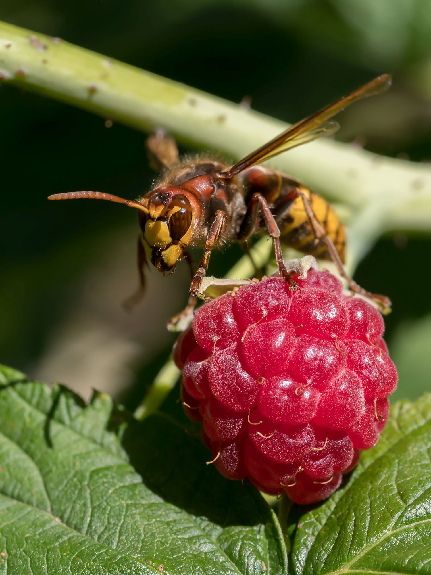 Frucht der Himbeere mit Hornisse (Foto: O. Wittig LBV-Bildarchiv)