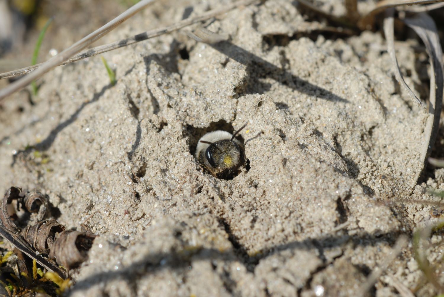 Weidensandbiene  (Foto: Dr. E. Pfeuffer LBV-Bildarchiv)