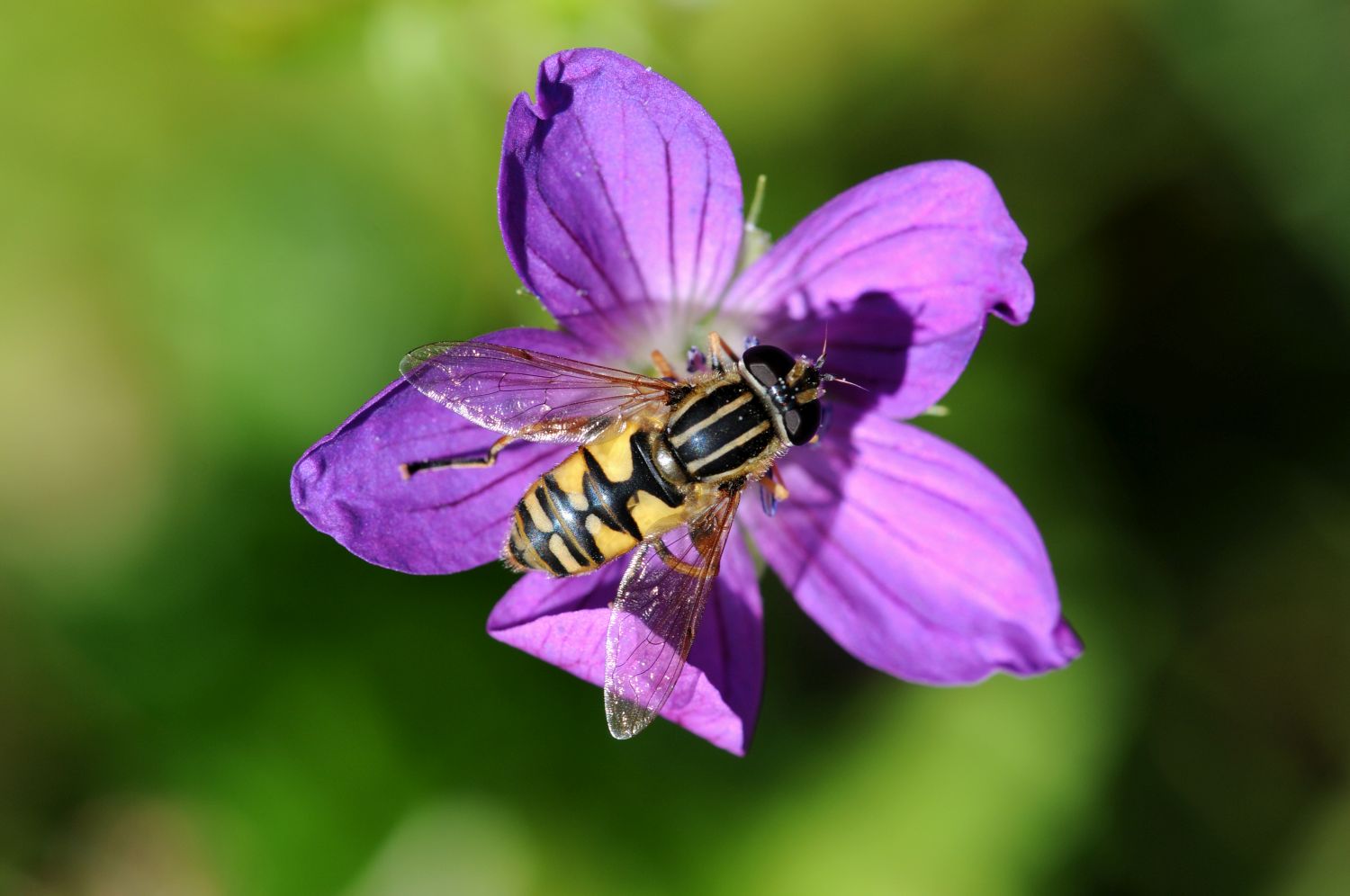 Gemeine Sonnenschwebfliege (Foto: Dr. E. Pfeuffer LBV-Bildarchiv)