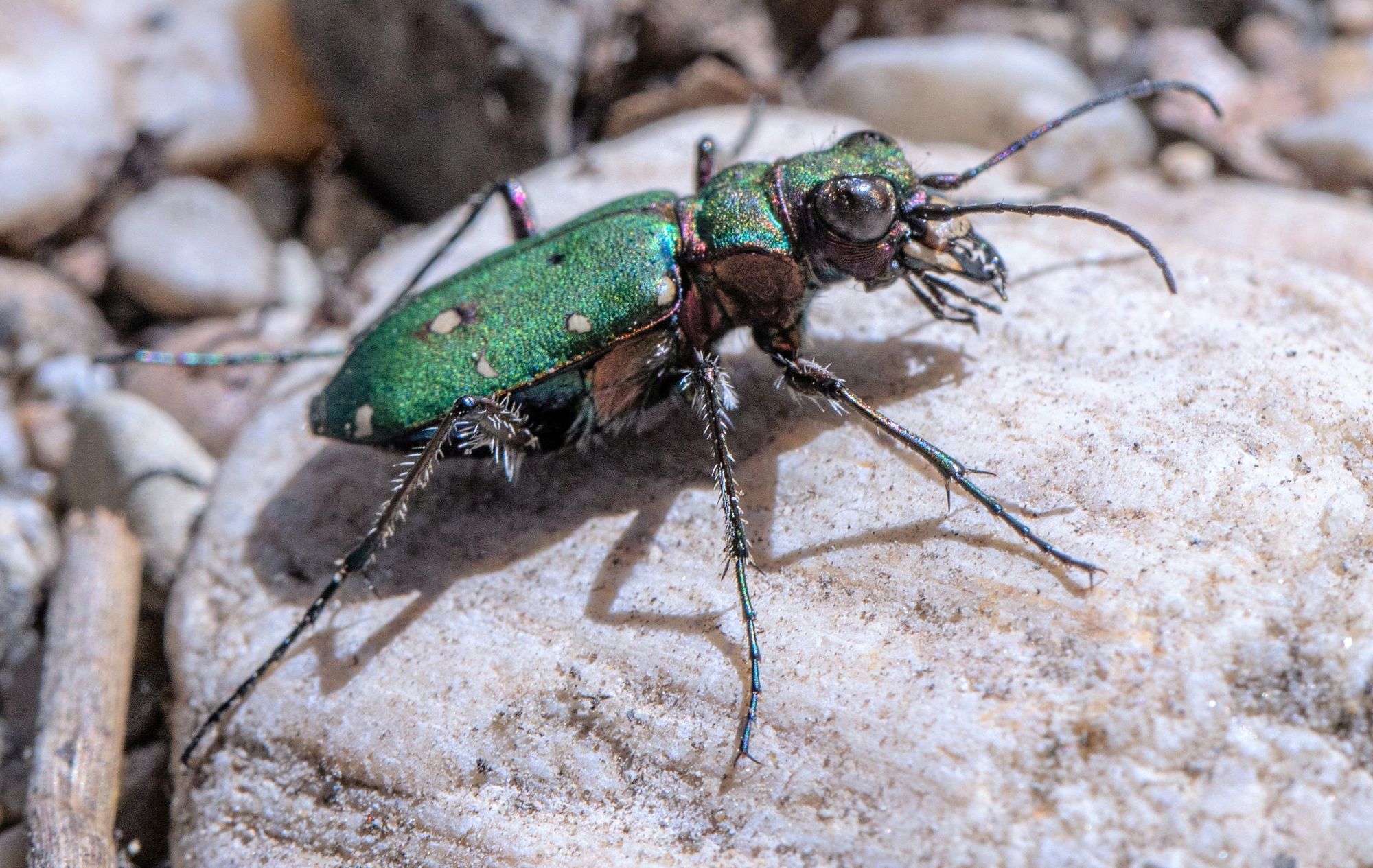 Feldsandläufer (Foto: A. Hartl LBV-Bildarchiv)