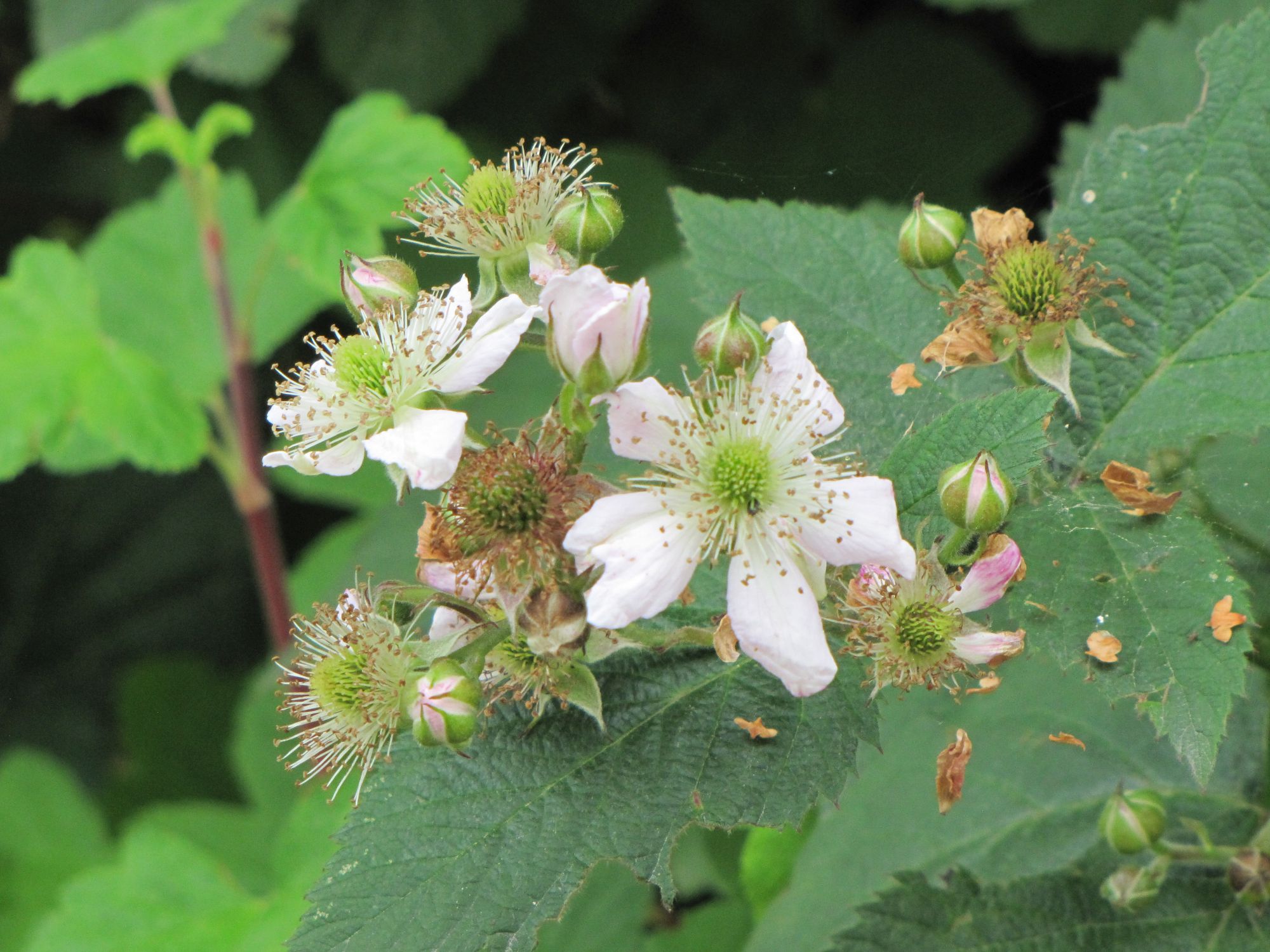 Blüte der Brombeere (Foto: B. Helbig LBV-Bildarchiv)