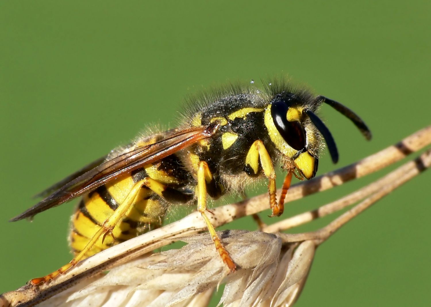 Deutsche Wespe (Foto: A. Giessler LBV-Bildarchiv)