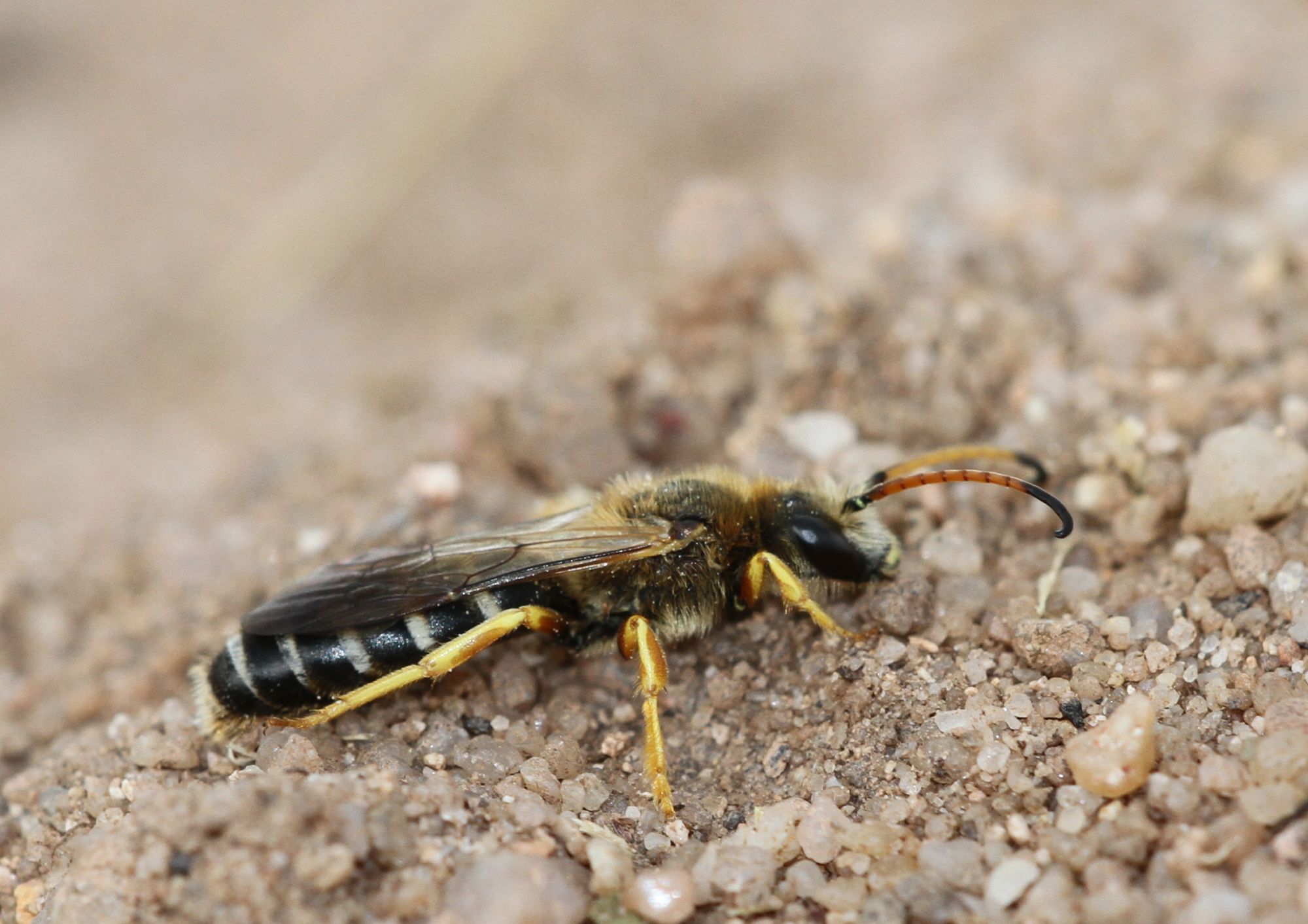 Sechsbindige Furchenbiene (Foto: H. Fünfstück LBV-Bildarchiv)