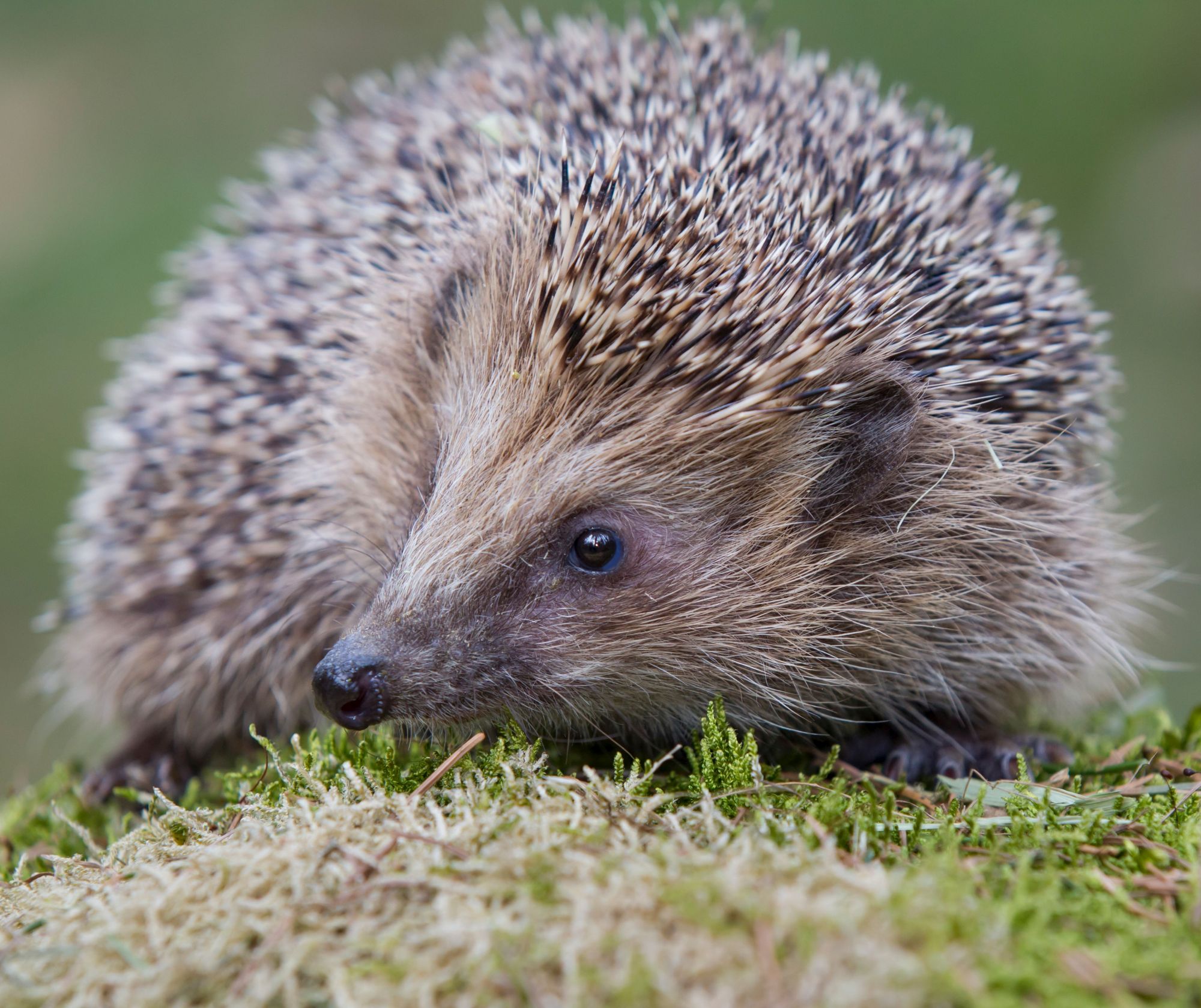 Igel (Foto: M. Bosch LBV-Bildarchiv)