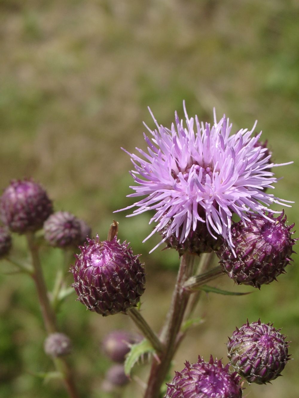 Acker-Kratzdistel (Foto: T. Staab LBV-Bildarchiv)