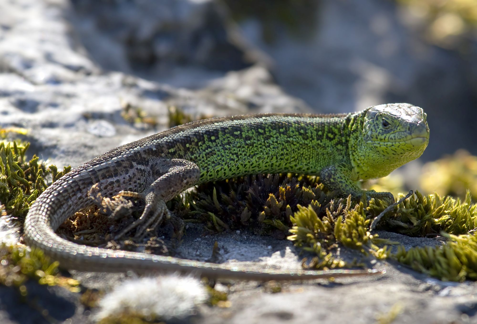 Zauneidechse (Foto: E. Obster LBV-Bildarchiv)