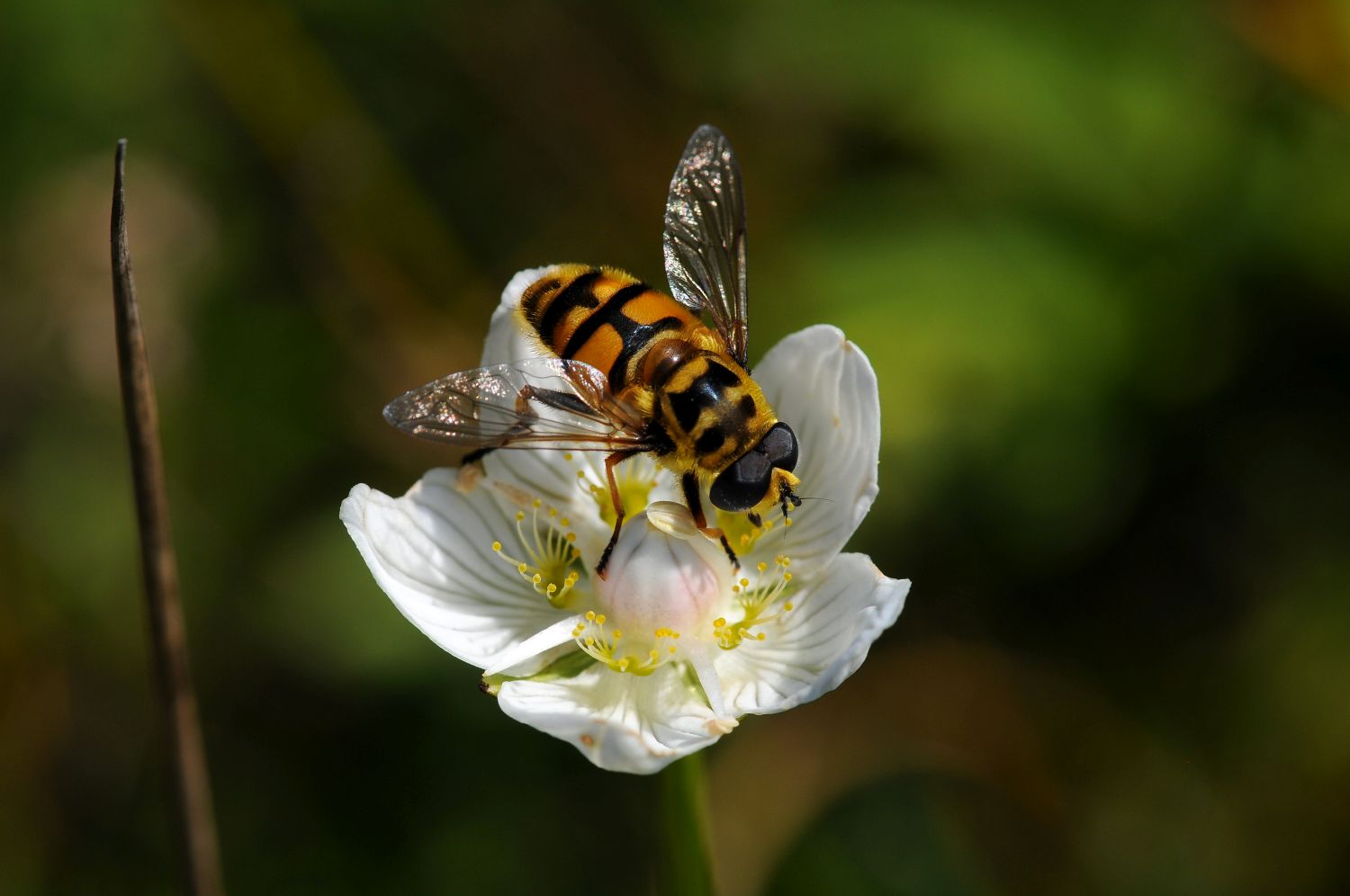 Totenkopfschwebfliege (Foto: Dr. E. Pfeuffer LBV-Bildarchiv)