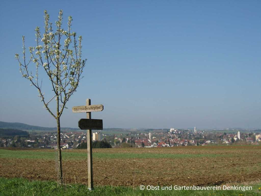 Obstbaumblüte