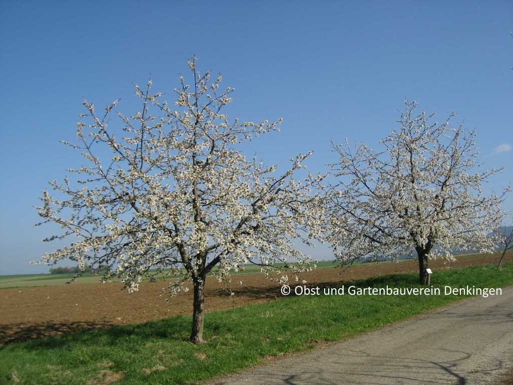 Obstbaumblüte