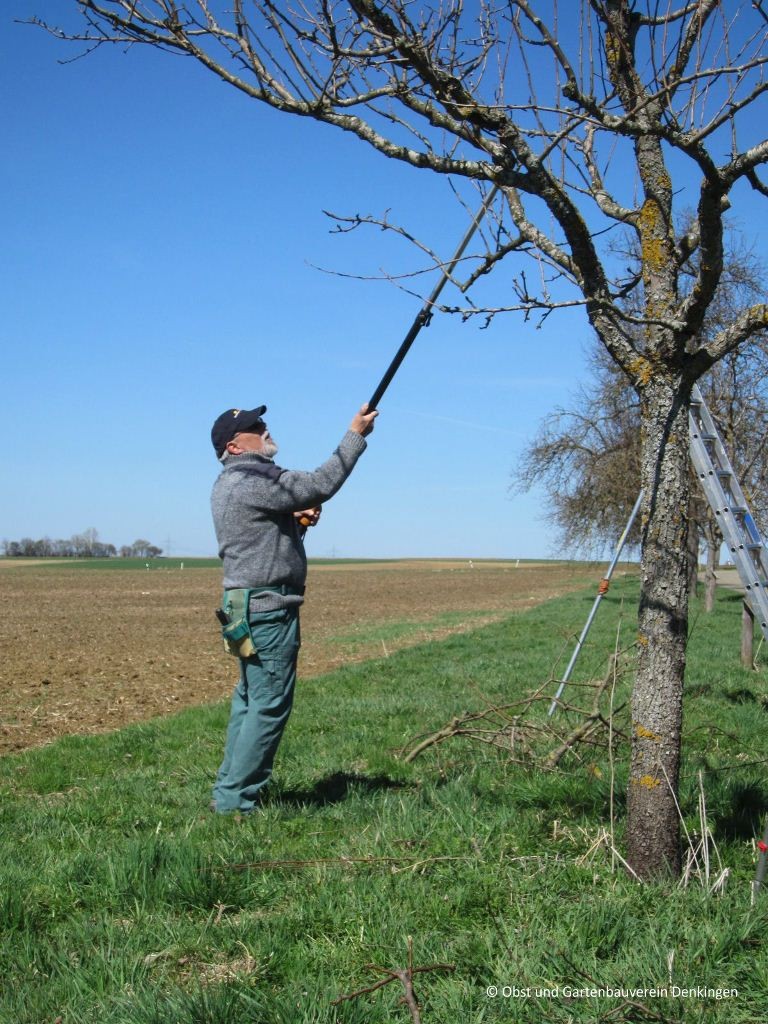 Baumschnittaktion