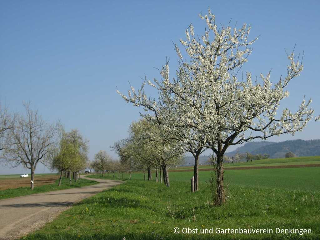 Obstbaumblüte