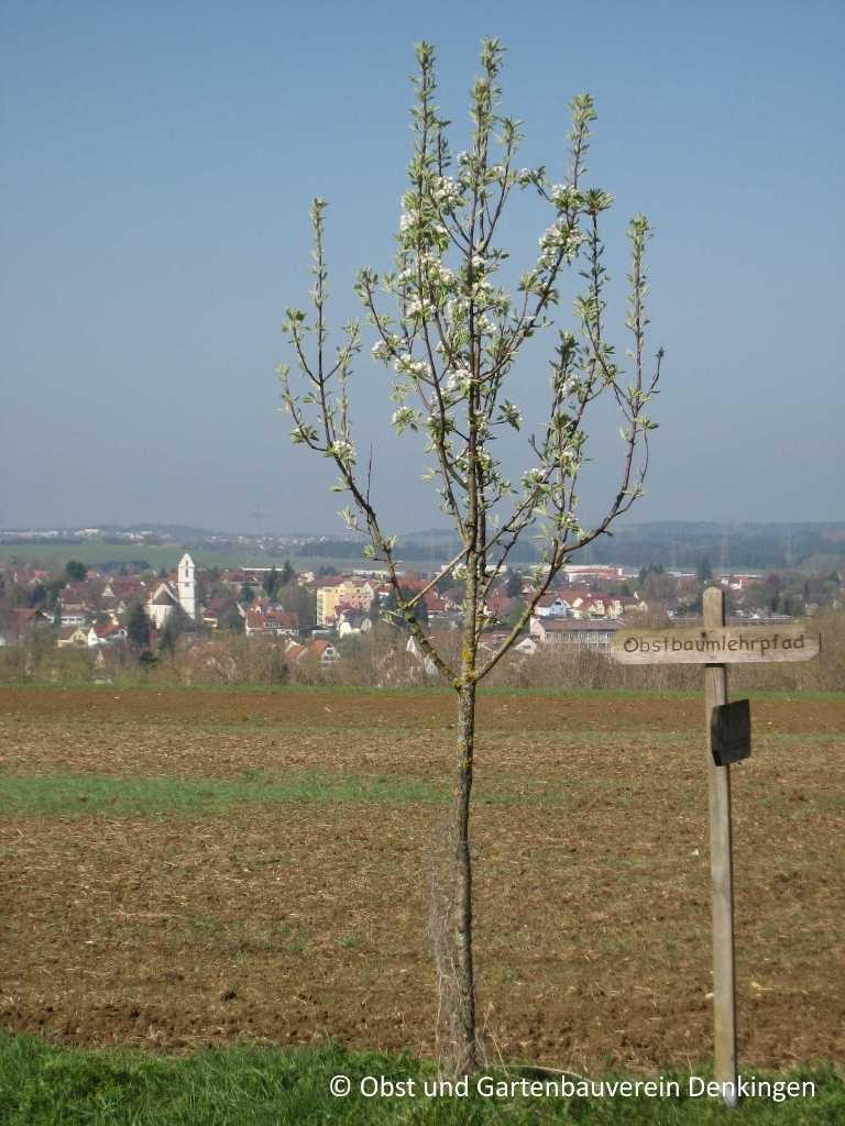 Obstbaumblüte