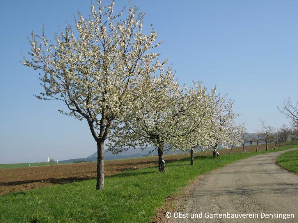 Obstbaumblüte