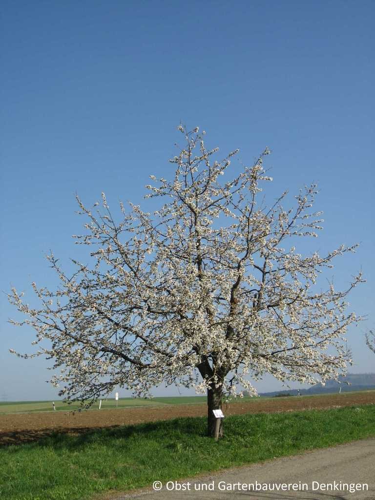 Obstbaumblüte