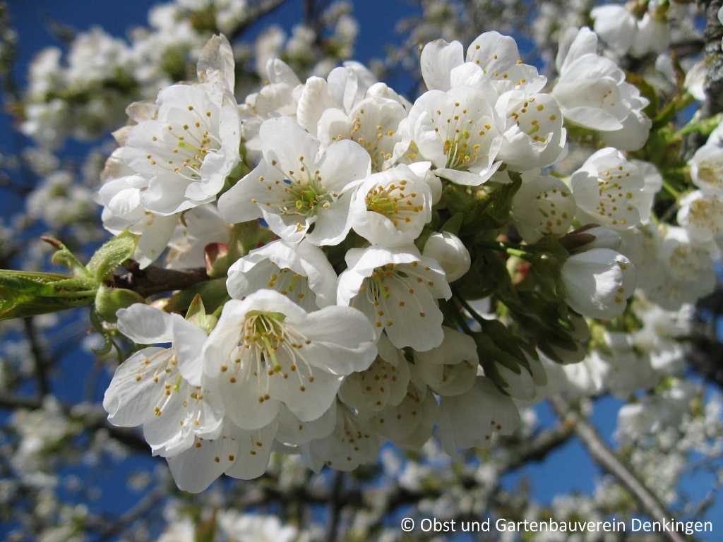 Obstbaumblüte