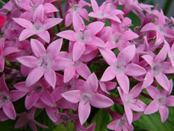 ペンタスの会ホームページ Pentas Hp ページ ペンタスの会ホームページ Pentas Hp ページ
