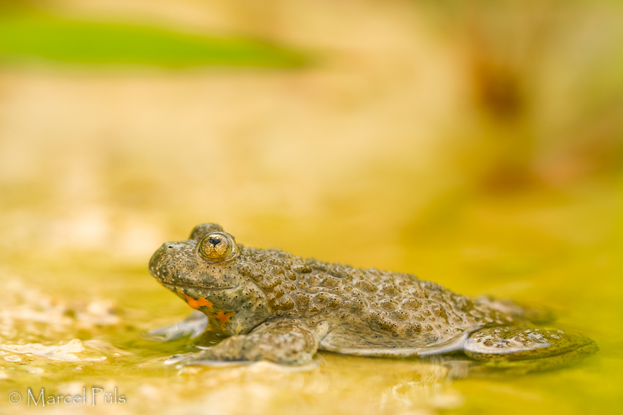 Gelbbauchunke // Yellow-bellied toad