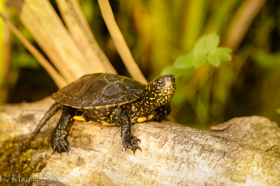 Europäische Sumpfschildkröte // European pond turtle (Nationalpark Donau-Auen near Bratislava)