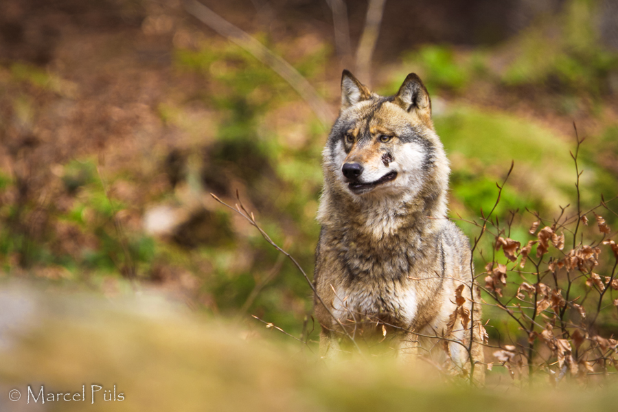 Wolf // Gray Wolf (Nationalpark Bayerischer Wald)