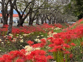 紅白曼珠沙華