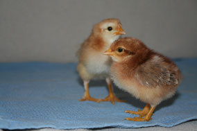 Élever des poussins dans le salon