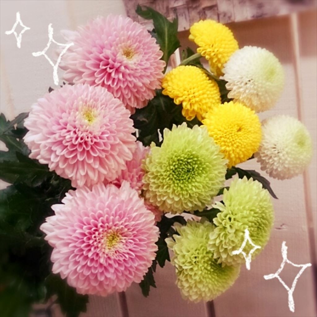 ピンポンマム Flower Plants花ひろ