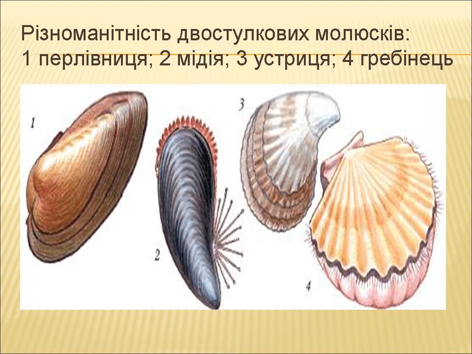 Представители класса двустворчатые моллюски 7 класс. Двустворчатые рисунок карандашом. Двустворчатые перловица мидия. Двухстворчатый моллюск. Двустворчатые перловица мидия.