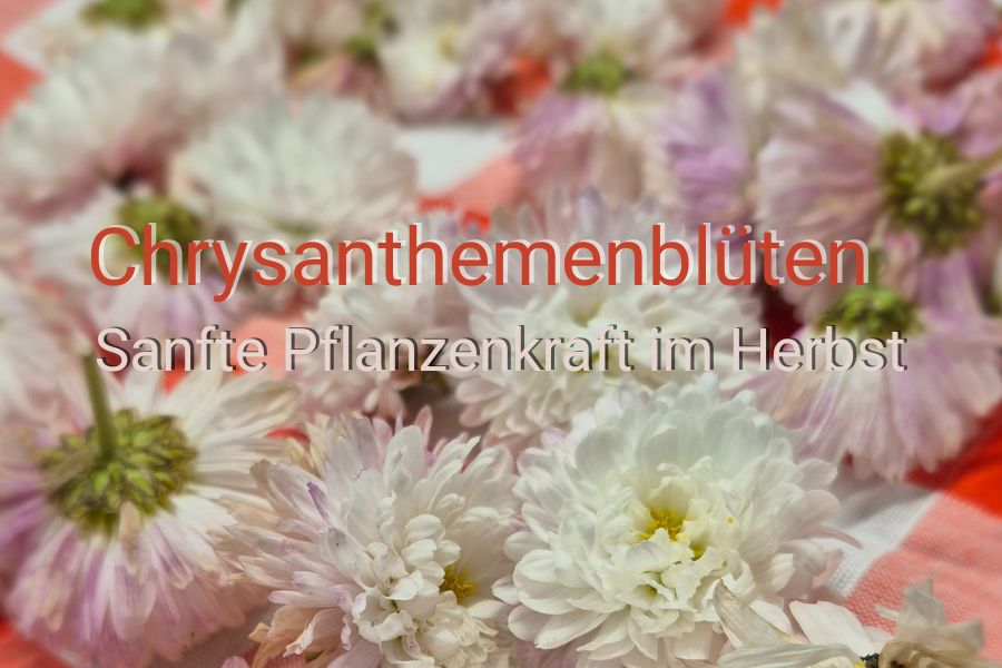 Chrysanthemenblüten - Sanfte Pflanzenkraft im Herbst