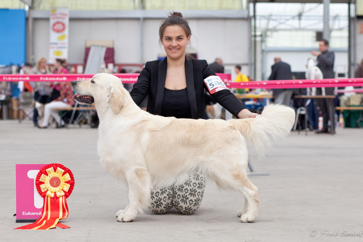 Jackson becoming Dutch Champion, March 2014, Judge: Mrs Gerda Groeneweg