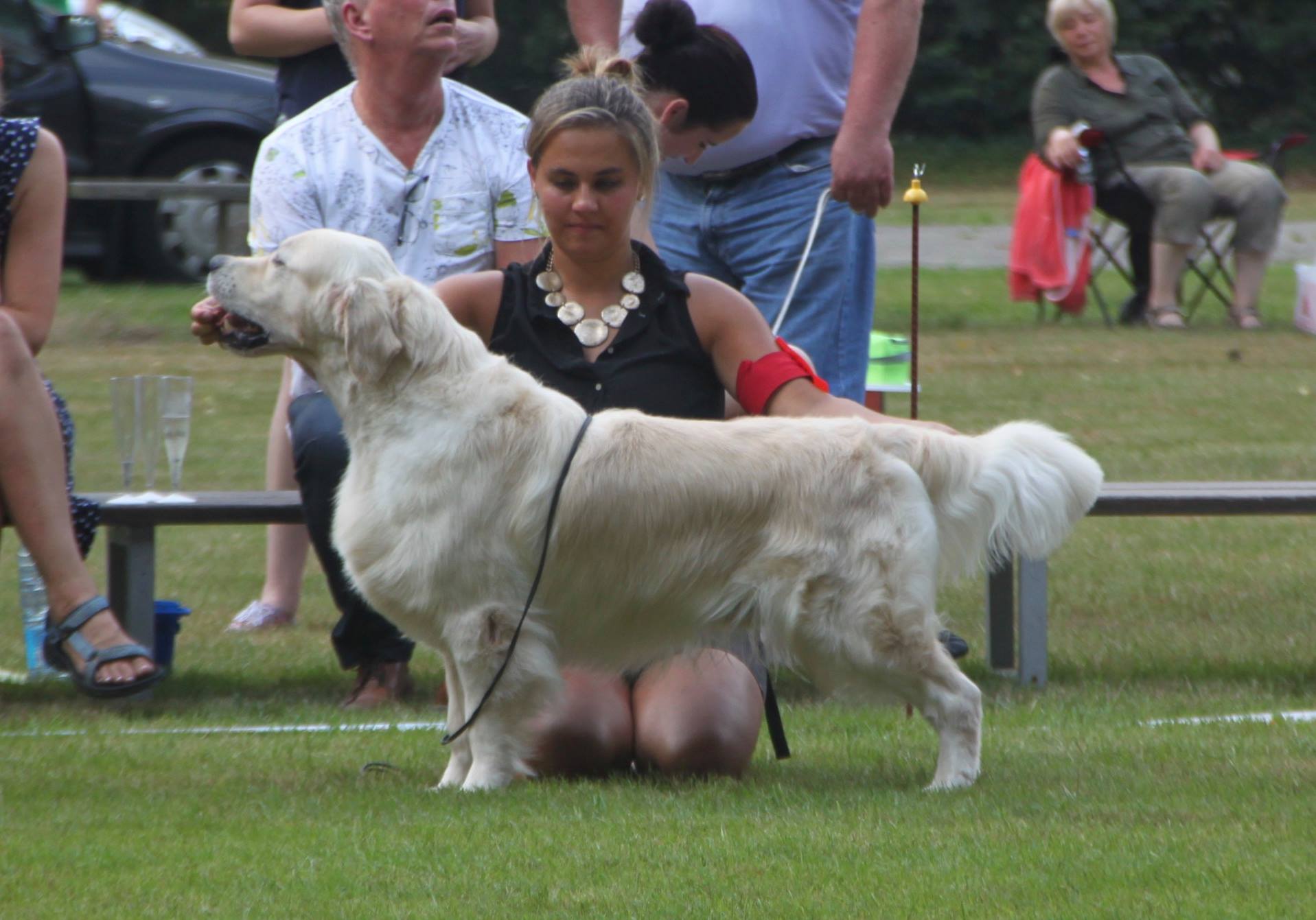 Jackson, shortlisted in an amazing Champion Class @ Belgium Club Show, August 2016, Judge: Mrs Freda Garget