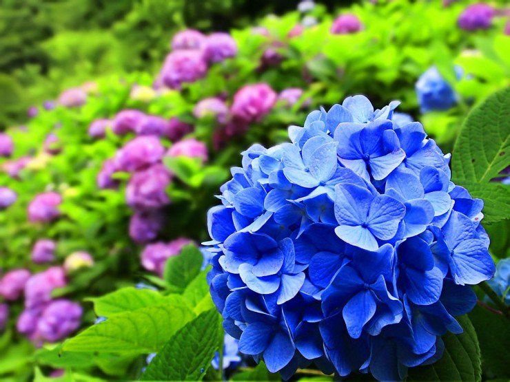 紫陽花は日本原産の花！