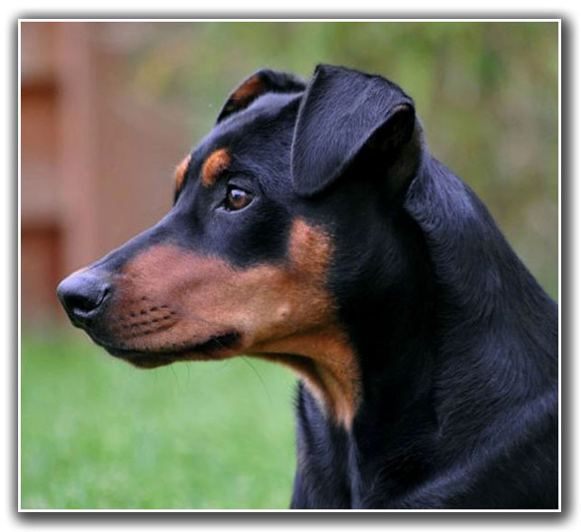 OHRRANDNEKROSE BEIM DEUTSCHEN PINSCHER Dark Angels Deutsche Pinscher