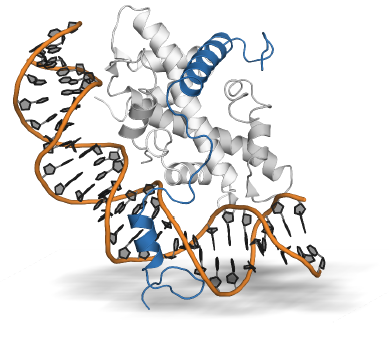 Crystal structure of the NF-Y heterotrimer. The NF-YB/C heterodimer (licght and dark grey) forms a histone-fold that can interact with the double stranded DNA (black/orange), but still needs NF-YA (blue) to be locked into place.