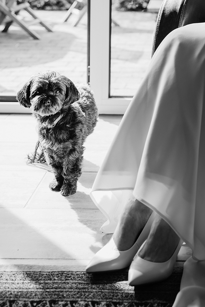 hondje komt nieuwsgierig kijkend in de lens aangewandeld, ernaast zie je de schoenen en de onderzijde van de jurk van de bruid-huwelijksfotografie-trouwreportage-byFotografils-IlseWagemakers-Fotograaf gevestigd in Essen
