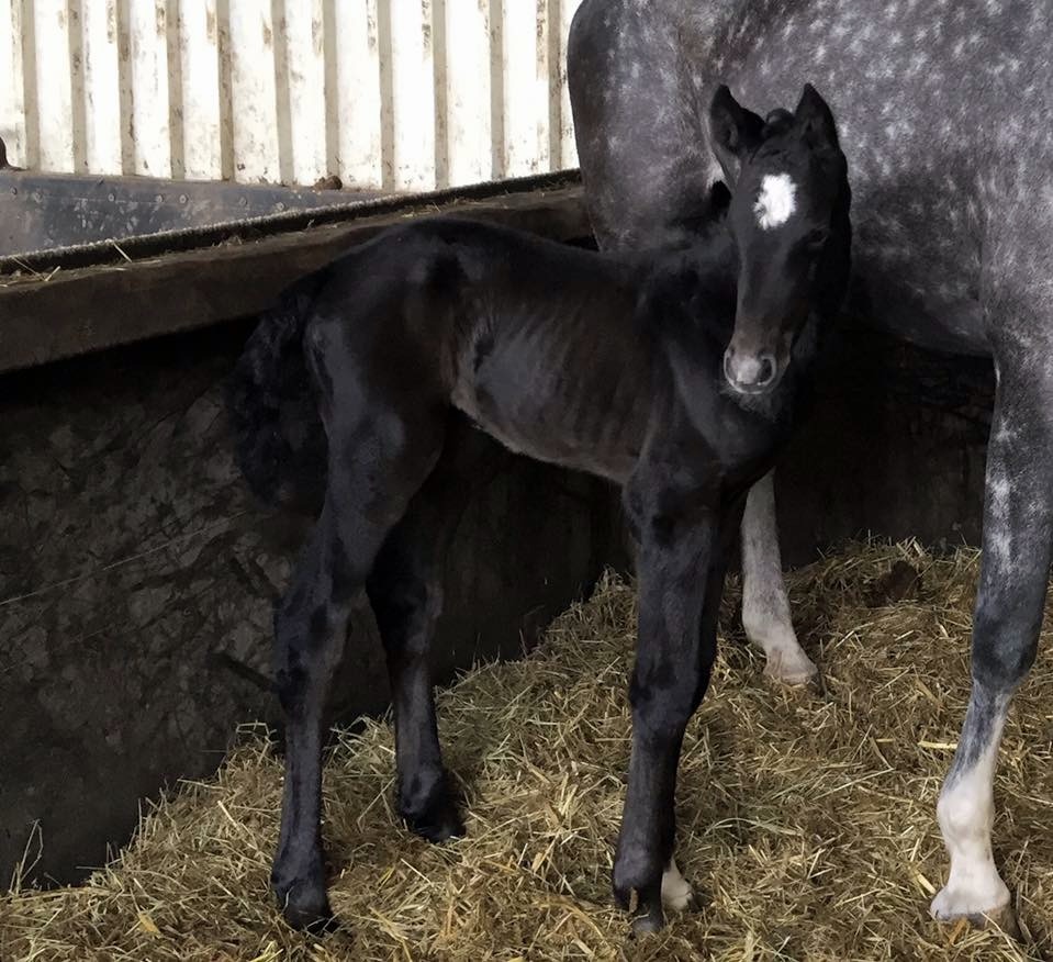 Stutfohlen (*2016) aus einer Colbert GTI x Dinard L Mutter