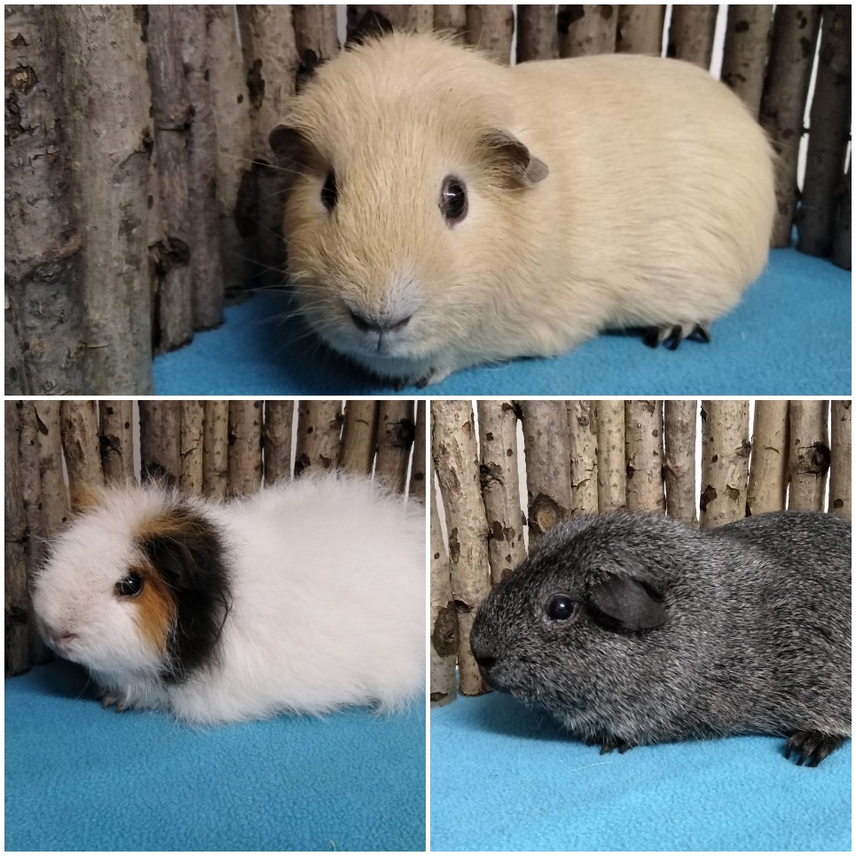 Ab Und An Stranden Auch Schon Mal Notschweinchen Bei Mir Fur Die Ich Ein Schones Neues Zuhause Suche Meerschweinchen Vom Bambus Webseite