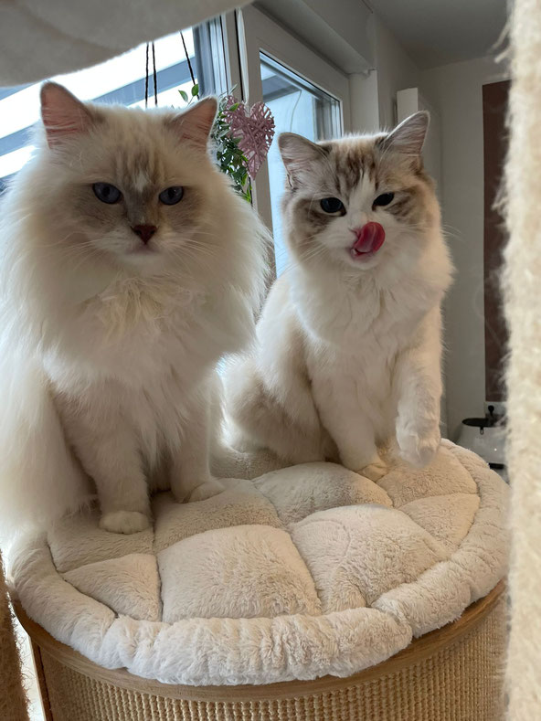 Verschmustes Ragdoll Kitten – Hobbyzucht NRW