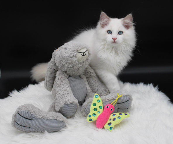 Ragdoll Katze mit blauen Augen – Ragdolls von Sabringo's