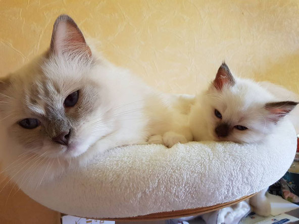 Ragdoll Kitten aus Alsdorf bei Aachen