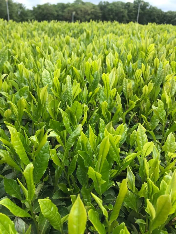 新茶 - 品種のお茶専門店 心向樹 日本茶 品種茶 通販 web