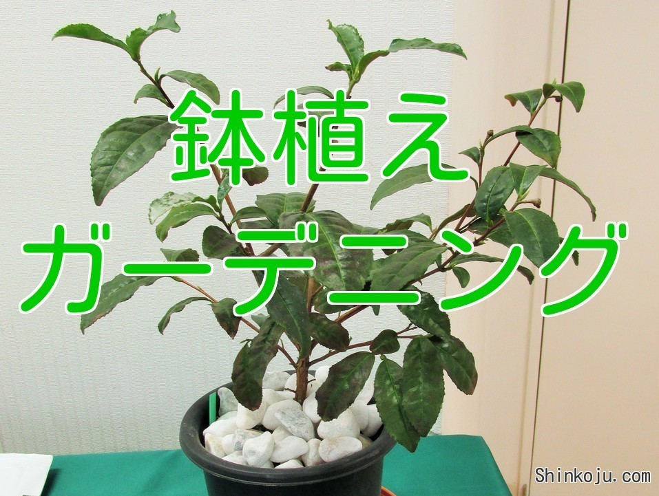 茶　鉢植え　ガーデニング