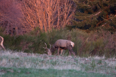 Cerf du soir