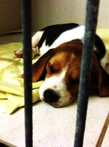 Nach Welpenfund: Hundehändler will gegen Tierheim klagen